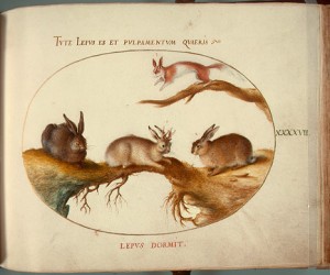 Animalia Qvadrvpedia et Reptilia (Terra): Plate XLVII, c. 1575/1580